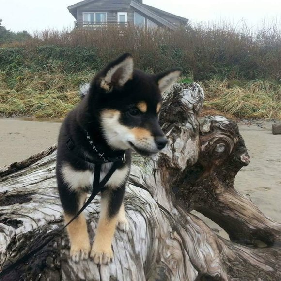 Meet your Posher - Picture 9 of 14